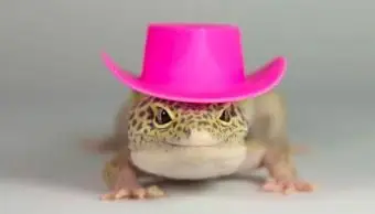 Jašterica s elegantným ružovým klobúkom