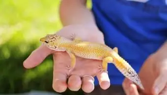 Jašterica jašterica oranžová