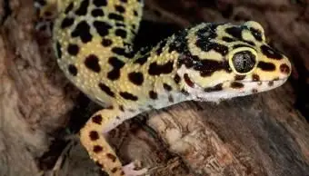 Gekončík leopardí