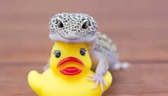 Jašterica a gumené kačice