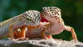 Kreative Leopardgecko-Namen für Männchen und Weibchen
