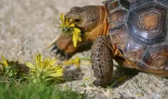 Babyschildkröte isst frischen Löwenzahn