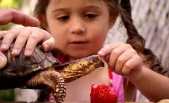 Dosenschildkröte, die von einem kleinen Mädchen mit Erdbeeren gefüttert wird