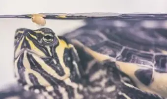 Dôvody, prečo moja korytnačka neje