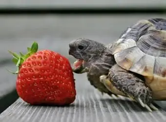 צב קופסא אוכל תות