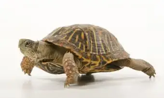 טיפול בצבי קופסא