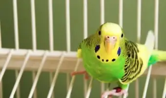 Parrocchetto e gabbia con una corretta distanza tra le barre