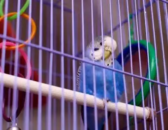 Parrocchetto in una gabbia accanto a un giocattolo; © Galina Khoroshman | Dreamstime.com