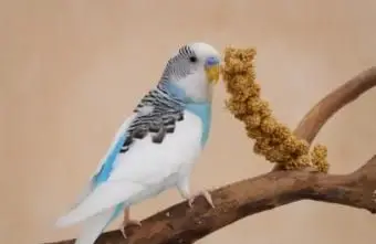 Nozioni di base sulla cura del parrocchetto