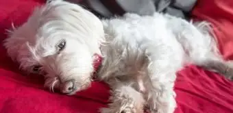 Domáce lieky pre psa s hnačkou