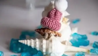 Cangrejo ermitaño con gorro de lana