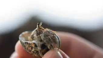 cangrejo ermitaño en la mano