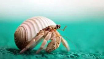 127 extravagantes nombres de cangrejos ermitaños