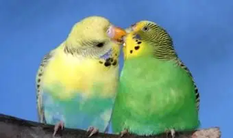 Periquito macho alimentando sua companheira