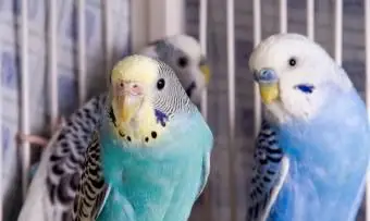 Guia para reprodução de periquitos