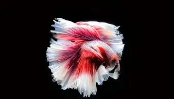 Pesce betta mezza luna moon