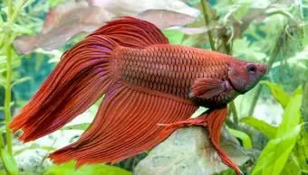 Fatti di pesce Betta