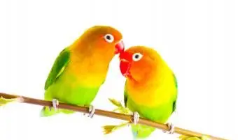 Pareja de tortolitos Fisher