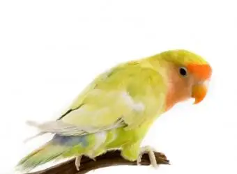 Agapornis Peachface en una percha