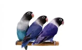 Tres tortolitos sanos enmascarados; © Farinoza | Dreamstime.com