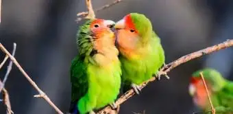 Agapornis como mascotas