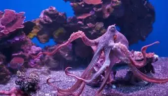 Sprievodca po chove chobotnice ako domáceho maznáčika