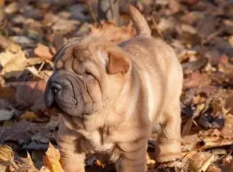 Szczeniak Shar-Pei stojący na jesiennych liściach