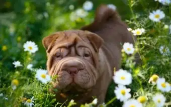 Szczeniak Shar-Pei stojący na zielonej trawie z białymi kwiatami