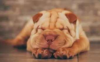 Miniaturowe szczenięta Shar Pei
