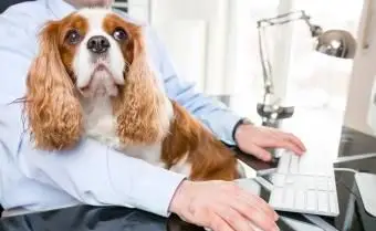 trabalhando com cachorro no colo