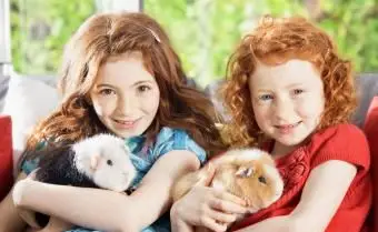 Garotas segurando porquinhos da índia