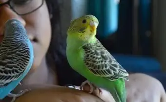 Mulher segurando periquitos