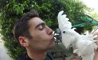Cacatua branca beijando um homem
