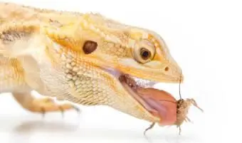 Diéta s fúzatými drakmi