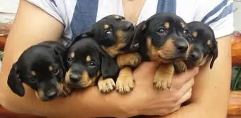 그의 팔에 강아지를 들고 남자