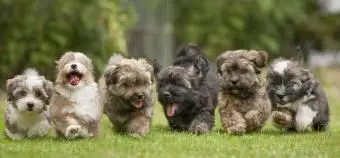 마당에서 실행하는 사랑스러운 Havanese 강아지