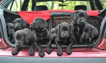 차량 뒤 블랙 래브라도 강아지