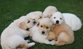 강아지 판매 방법