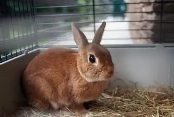 ペットのウサギの世話と給餌