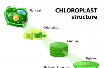 Structure chloroplastique
