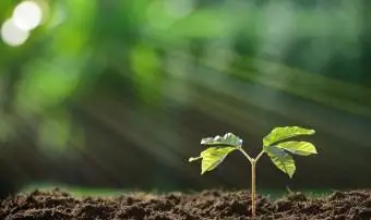 Photosynthèse pour les enfants