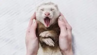 femme tenant un furet