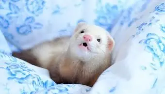 Furet mignon de compagnie