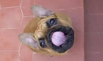 ¿Cuánta comida se debe alimentar a un perro con una dieta cruda?