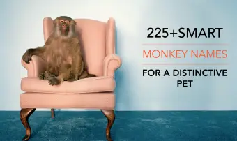 Ponad 225 inteligentnych nazw małp dla charakterystycznego zwierzaka