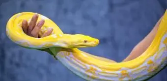 Pitone reticolato giallo