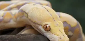 Pitone reticolato Albino