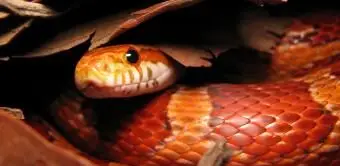 Serpente di mais nascosto sotto le foglie