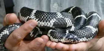 Persona che tiene un serpente bianco e nero