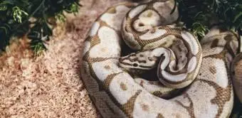 Serpente pitone ape vaniglia nel terrario domestico